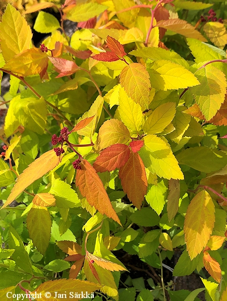 Spiraea Tracy Double Play Big Band, pensasangervo